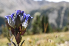 Create Listing: Rocky Mountain National Park and Estes Park Private Day Tour